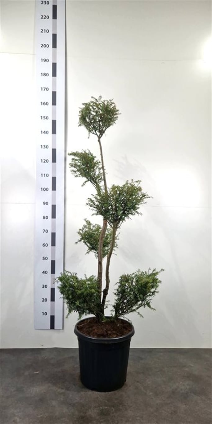 Tsuga canadensis - 120-140 CM PonPon Cont.